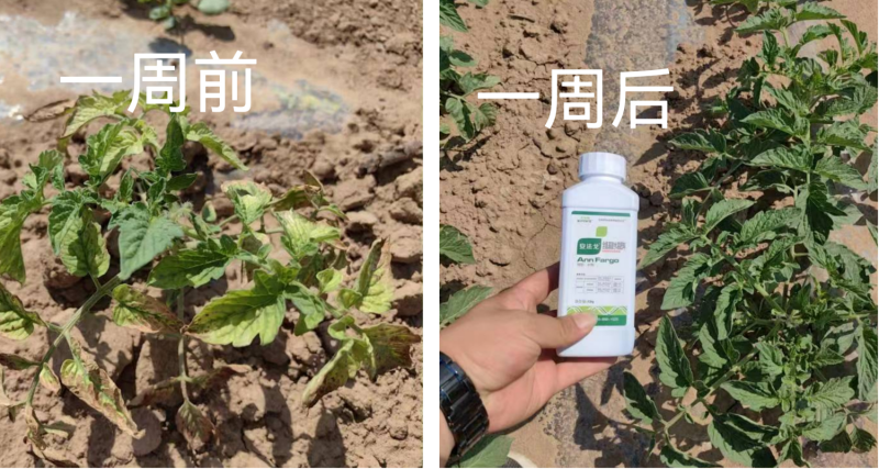 作物藥害怎么解決？找安法戈