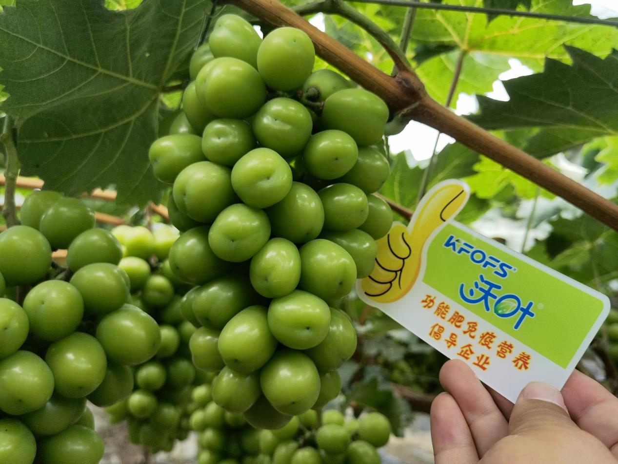 中量元素在作物生長過程中的重要作用，你真的了解嗎？