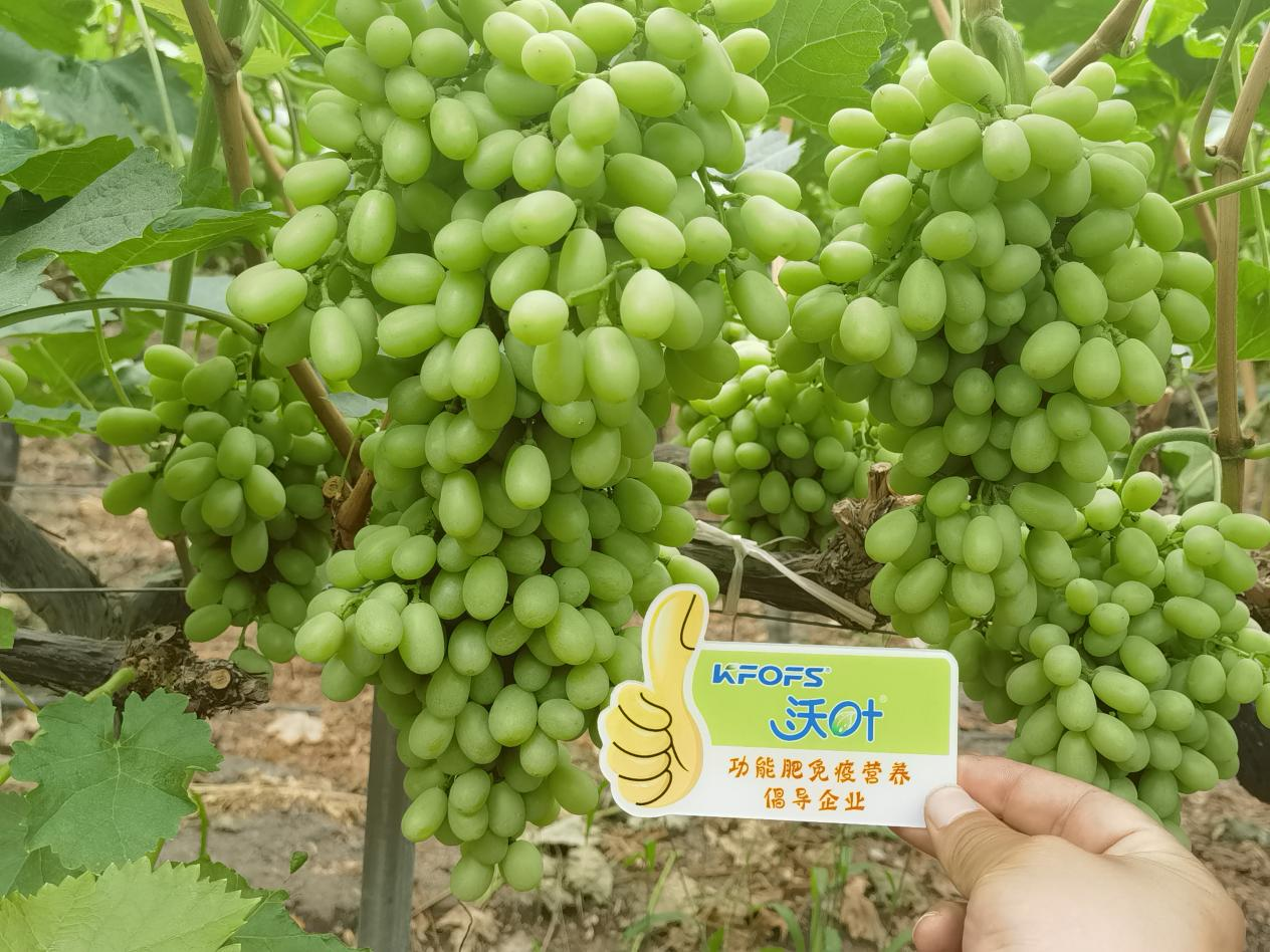 葉面肥怎么選？看李大哥怎么說