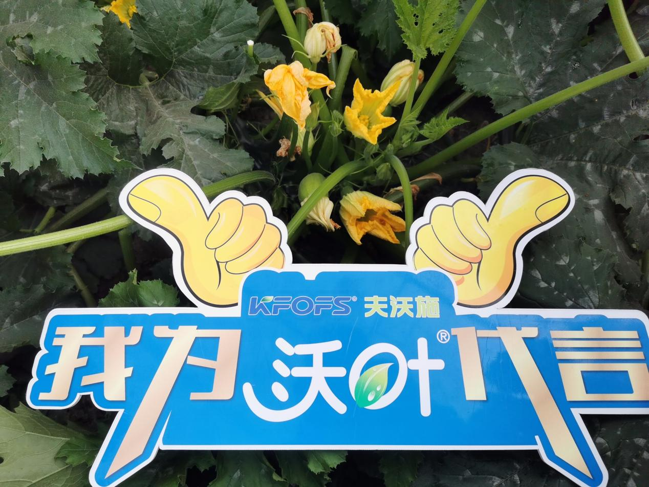 水溶肥在葫蘆瓜上如何效果顯著