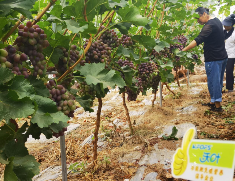 葡萄采收后施什么肥好？-葡萄效果.png