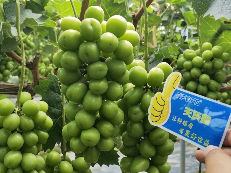 【已用】2022年7月21日，回訪地址：江蘇鹽城使用產品沃水寶粉劑，回訪作物：陽光玫瑰使用效果：使用沃水寶粉劑陽光果粒均勻糖度高，穗型緊湊，膨果均勻，沒有大小?，F象，單果粒重量以經達到16克 (5).jpg