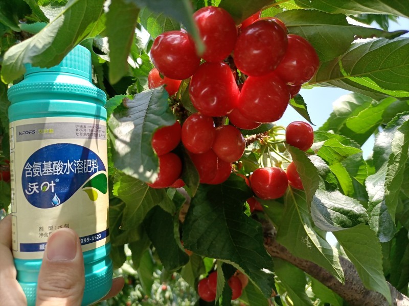 葉面肥什么時候用，你知道嗎？