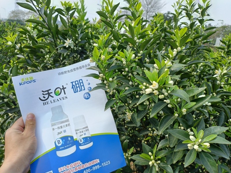 硼肥為什么都選沃葉？