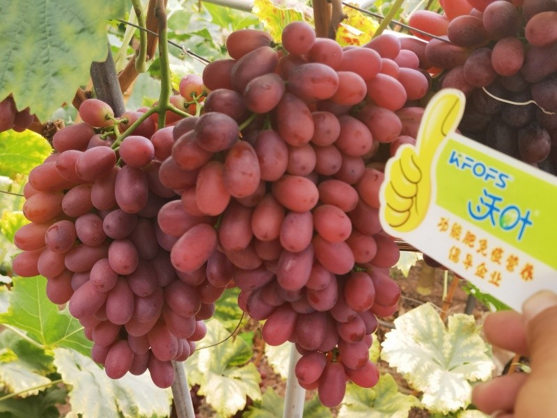 葉面肥的4個(gè)使用技巧你知道嗎？