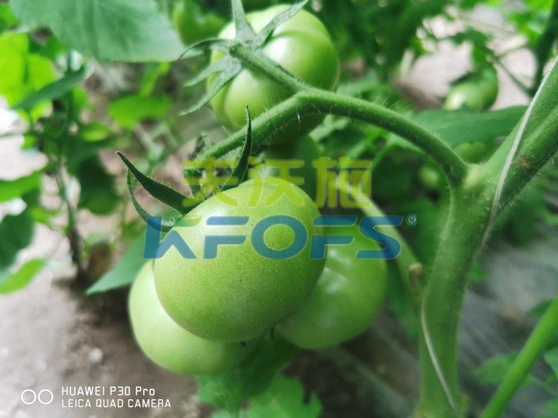鈣肥-西紅柿用夫沃施功能肥效果1.jpg
