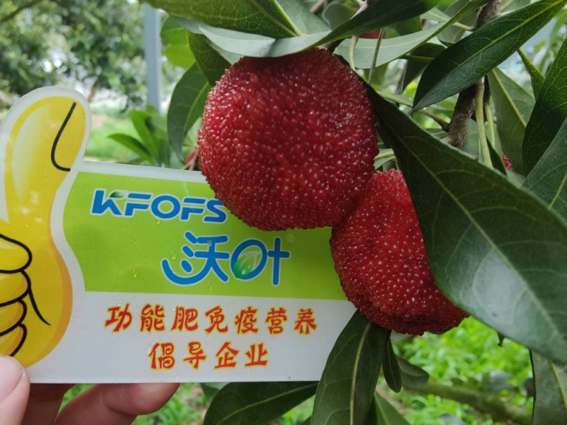 葉面肥什么時(shí)候打效果好？