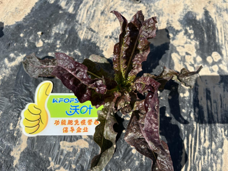 水溶肥合理搭配,助力萵苣高產(chǎn)