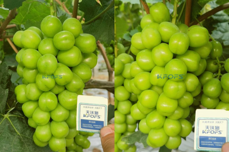 葡萄樹施什么肥料最好-葡萄效果.png