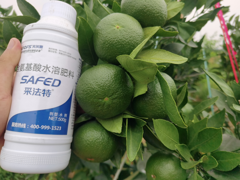 “倒春寒”果樹(shù)如何預(yù)防-柑橘用采法特葉面肥效果.png