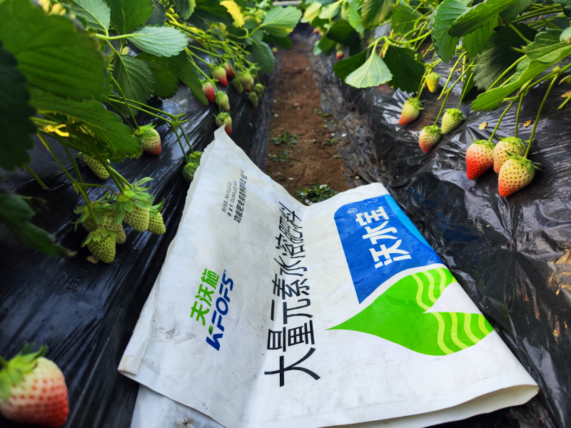 水溶肥在草莓上效果怎么樣？