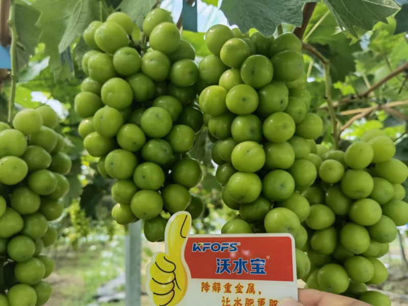 葡萄小苗如何施肥？