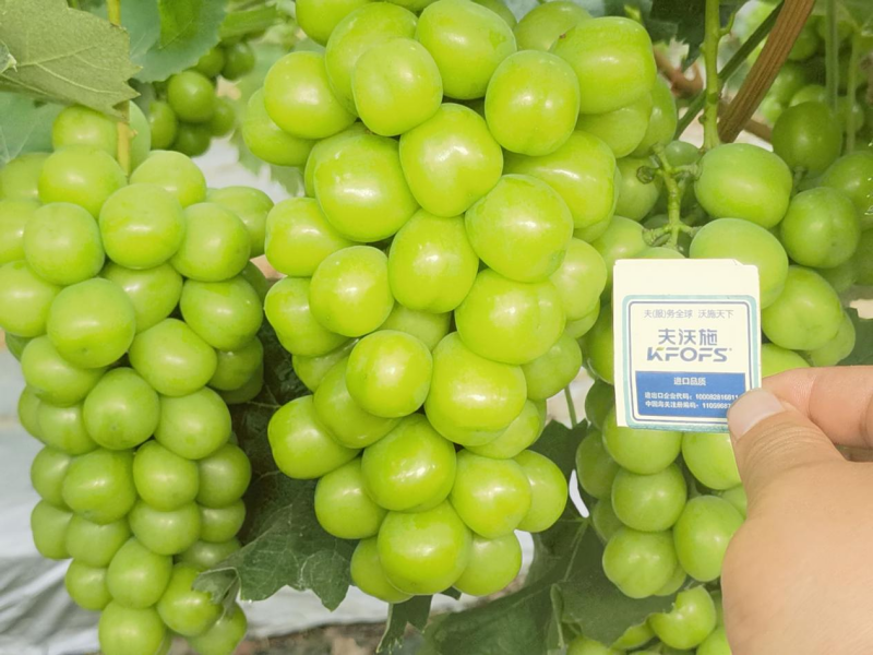 種植葡萄技術(shù)，這3點一定要掌握