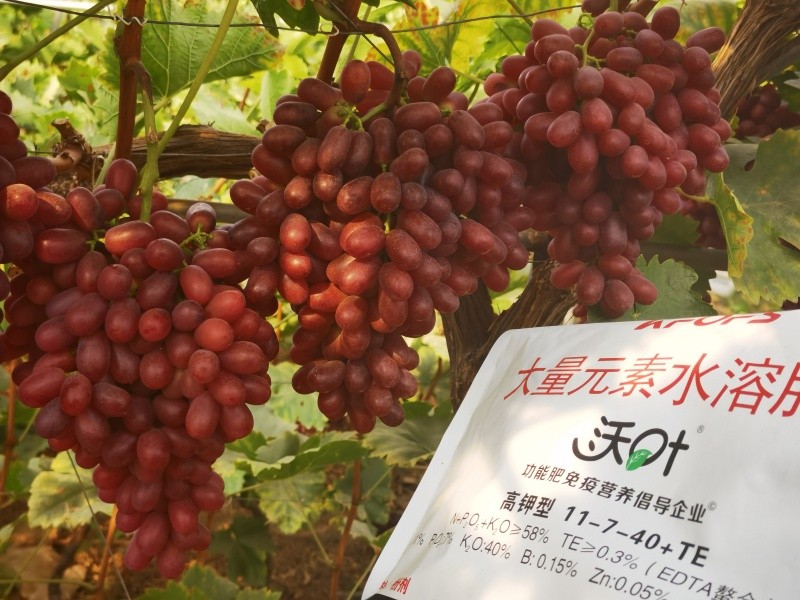 葡萄施肥怎么增產增收?夫沃施為你解惑