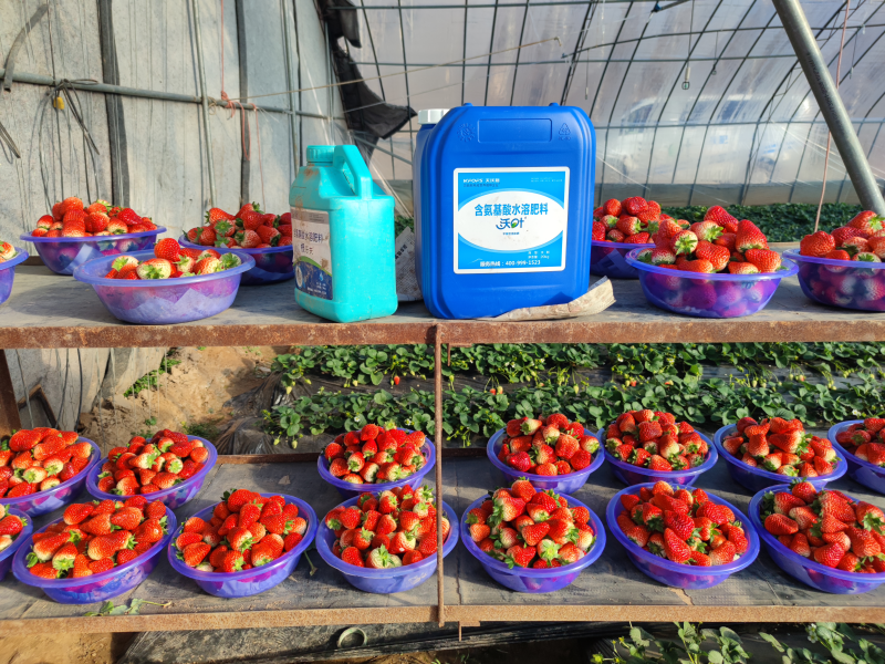 草莓專(zhuān)用水溶肥-夫沃施沃葉草莓.png