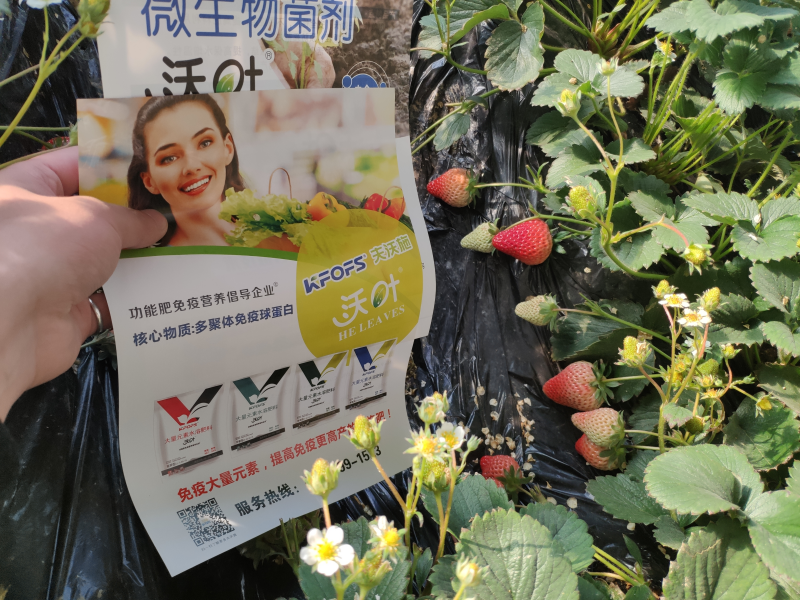 草莓專(zhuān)用水溶肥-夫沃施沃葉草莓1.png