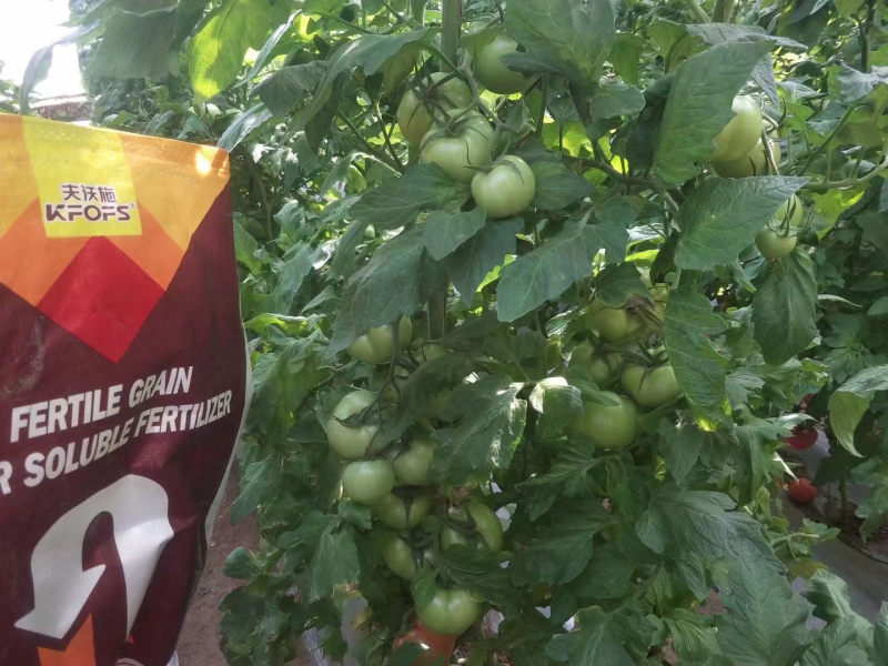 水溶肥在西紅柿上效果怎么樣？