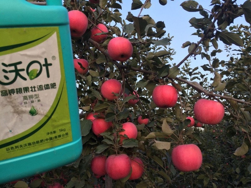 葉面肥—蘋(píng)果用沃葉流體肥效果.jpg
