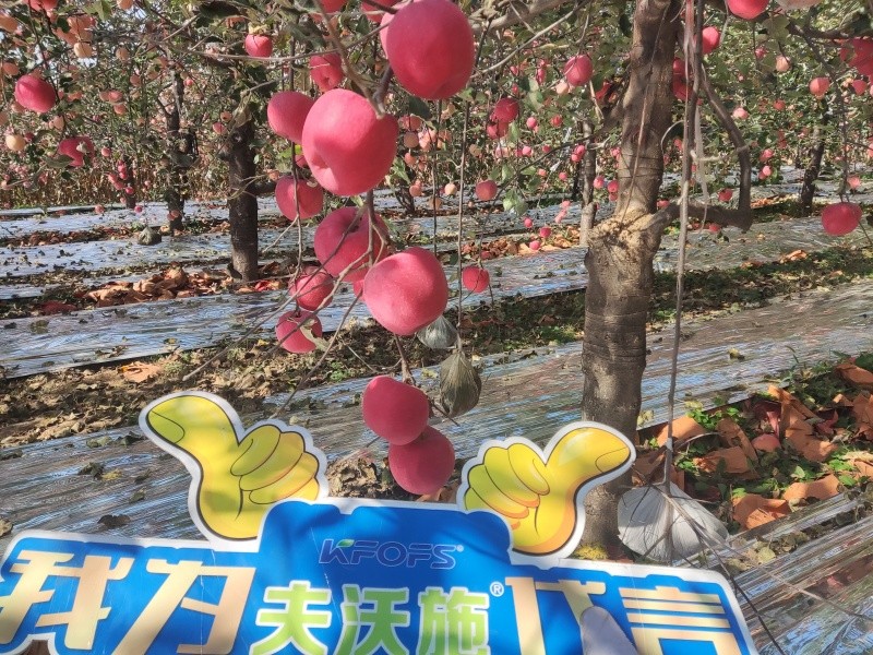 葉面肥你會用嗎？