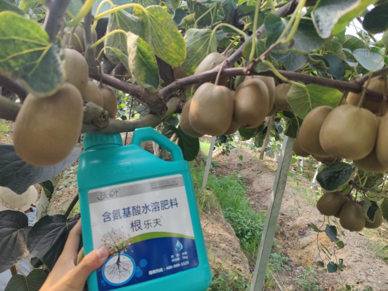 如何施肥讓果實(shí)快速膨大—獼猴桃用沃葉根樂(lè)夫效果.png