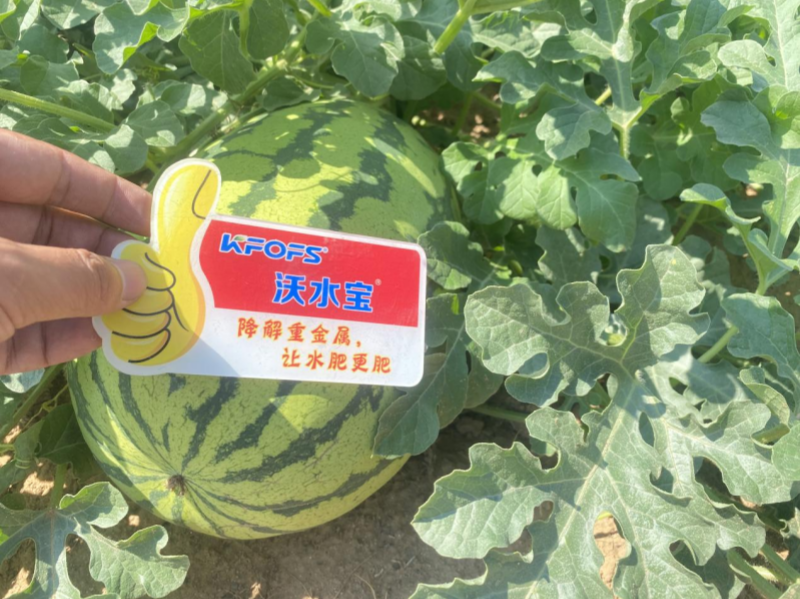 西瓜施肥方法和技術(shù)—西瓜用沃水寶效果.png