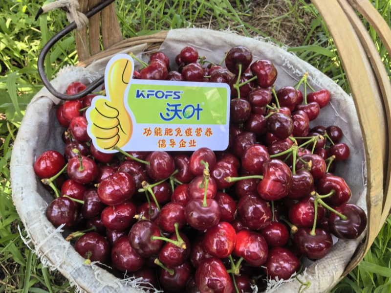 有機水溶肥是什么肥料？