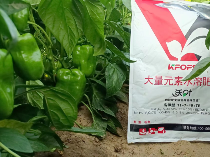 辣椒的施肥方法和技術—辣椒用沃葉大量元素水溶肥效果.png