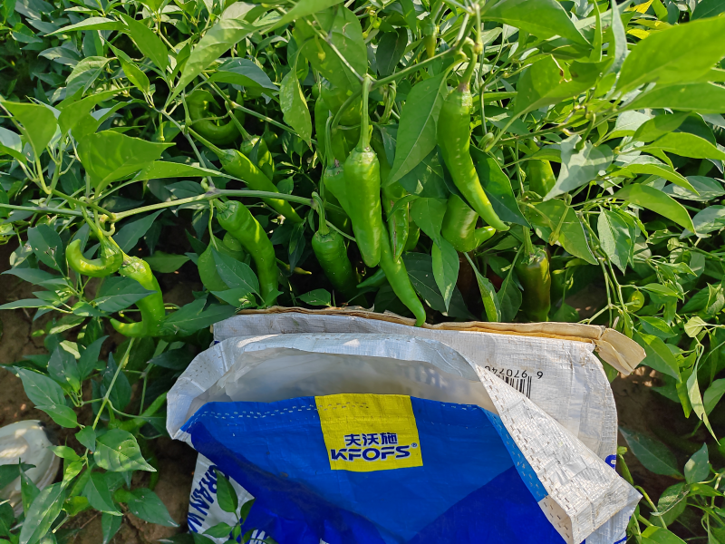辣椒的施肥方法和技術—辣椒用沃葉顆粒肥效果.png
