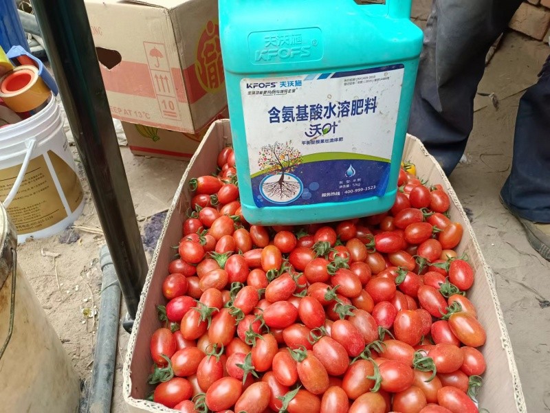 小西紅市場反饋，內(nèi)蒙古九原區(qū)，客戶反饋用沃葉平衡菌肥+平衡流體肥，小柿子長得滿滿當(dāng)當(dāng)?shù)?，西紅柿秧子長勢特別好，結(jié)小柿子非常的亮 (1).jpg