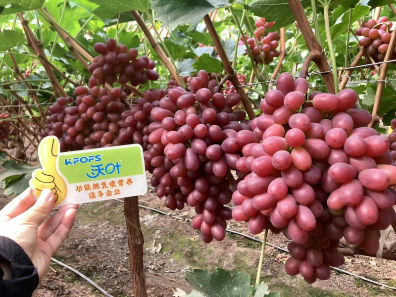 葡萄轉(zhuǎn)色期用什么肥料好？且看這篇