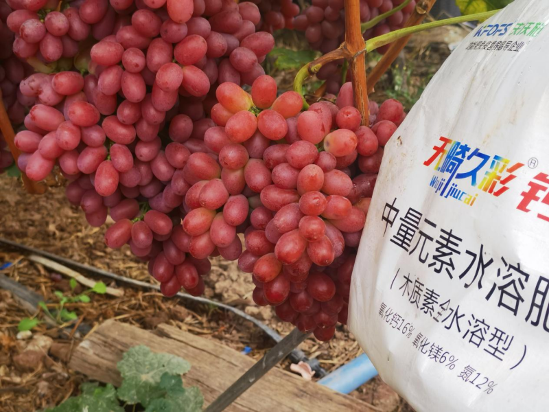 葡萄轉色期用什么肥料好-無畸久彩鈣鎂顆粒.png