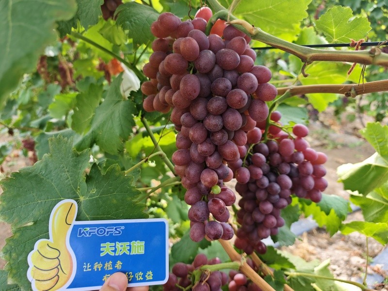 微生物菌劑的作用，你知道嗎？