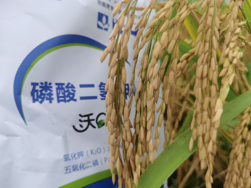 磷酸二氫鉀水稻增產(chǎn)效果 磷酸二氫鉀水稻增產(chǎn)效果