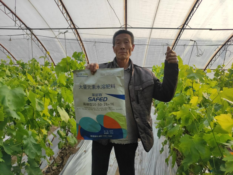 葡萄全年施肥一覽表