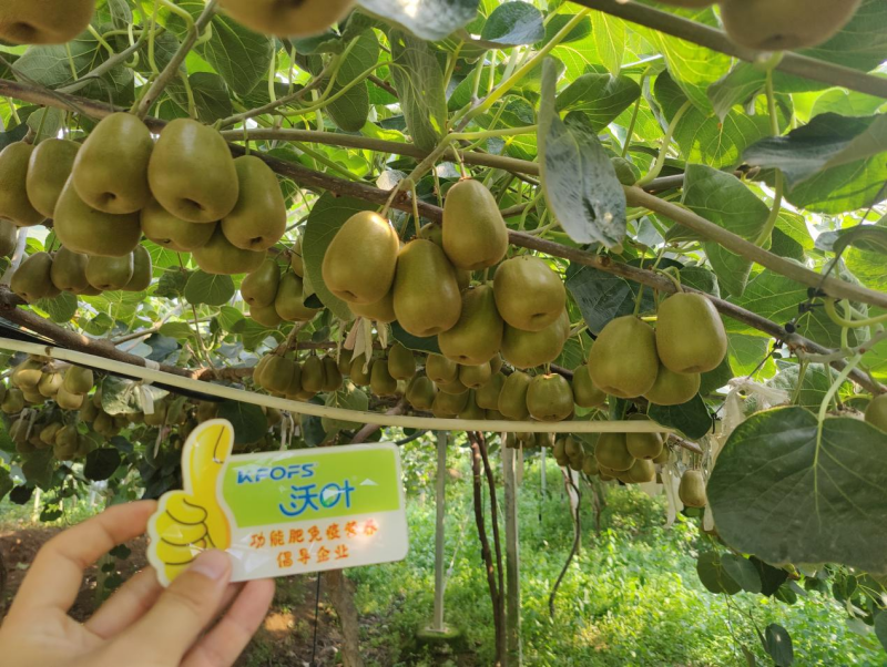 獼猴桃采果后怎樣施肥？