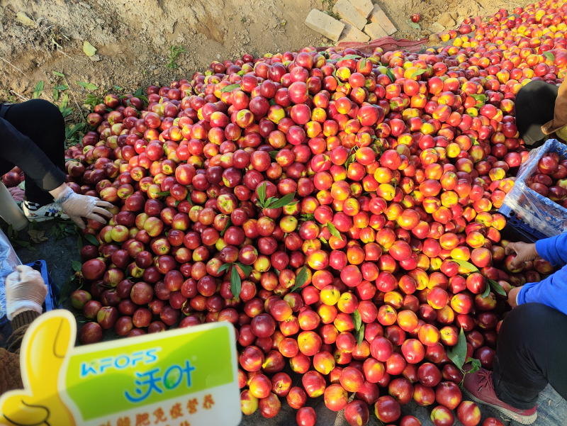桃樹(shù)施什么肥料