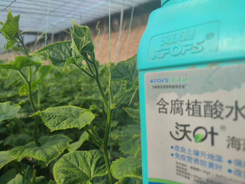 魚蛋白水溶肥什么時候用？