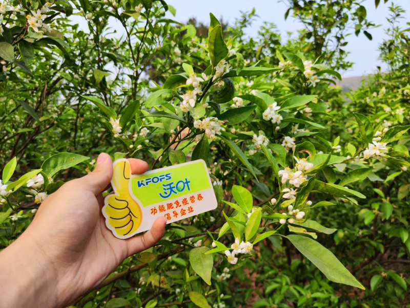 柑橘開花期需要施什么肥？