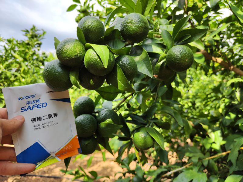 磷酸二氫鉀的作用及使用方法及注意事項(xiàng)-柑橘.png