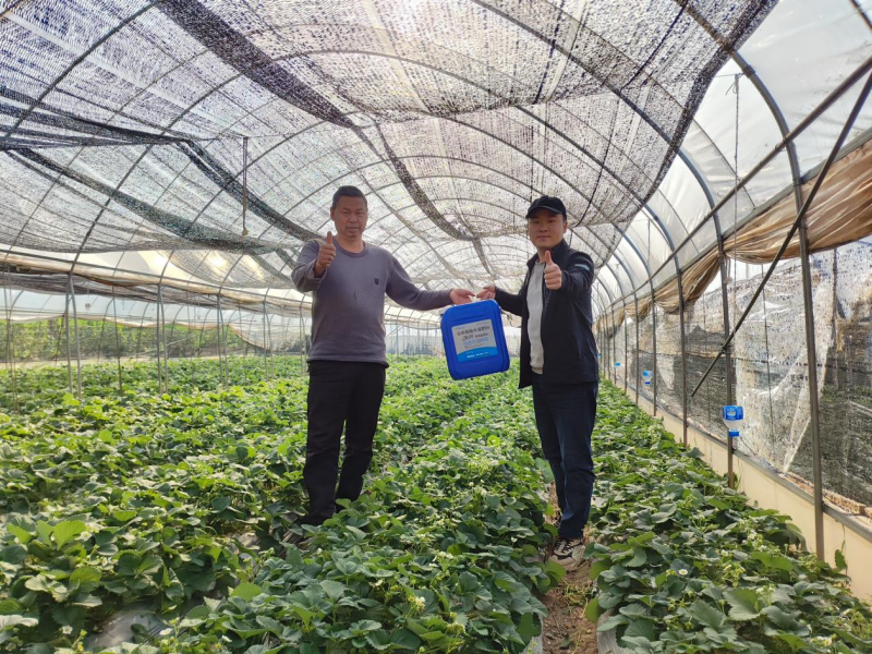 草莓施肥技術(shù)與管理-沃葉魚蛋白水溶肥.png