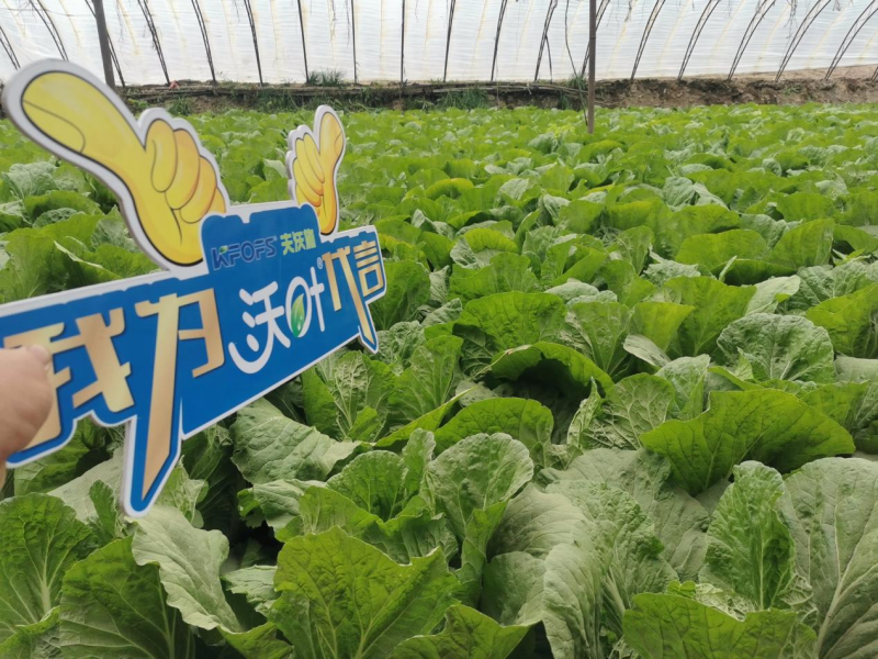 微生物菌劑調(diào)理葉菜重茬死苗