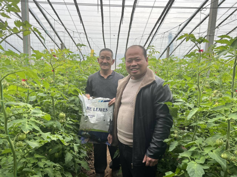 西紅柿怎么施肥？