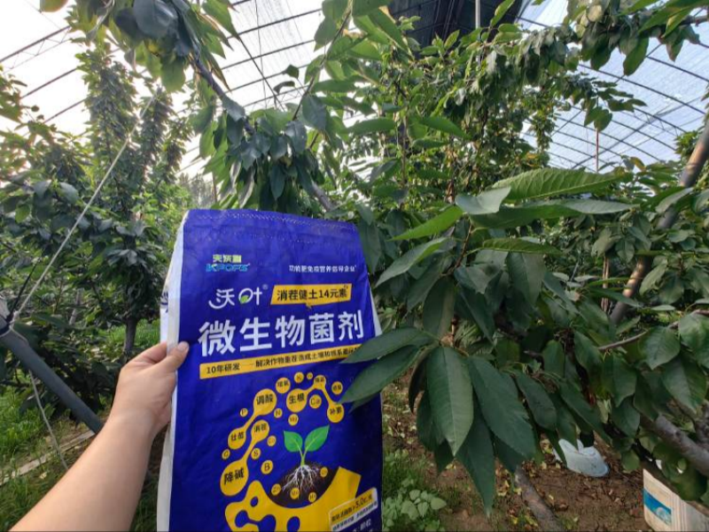 櫻桃樹施肥用什么肥料？