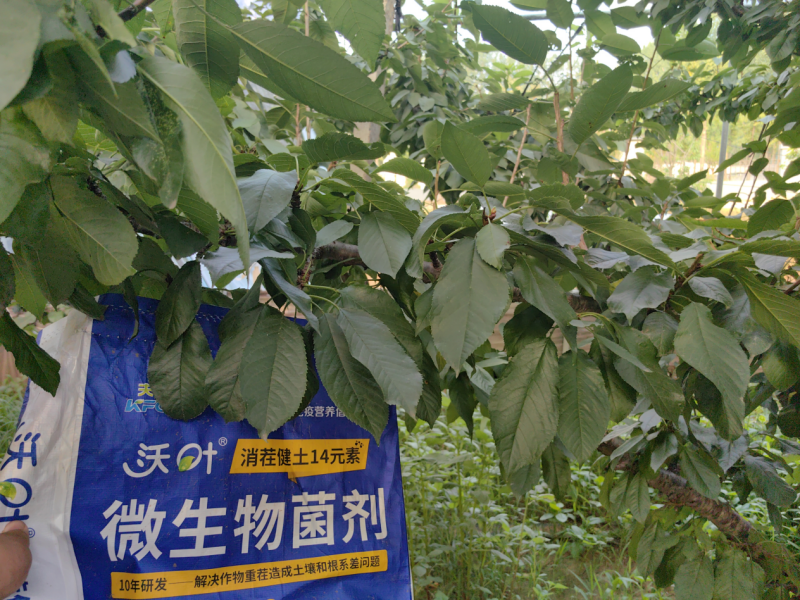 櫻桃樹施肥用什么肥料—櫻桃用沃葉消茬健土14元素效果.png