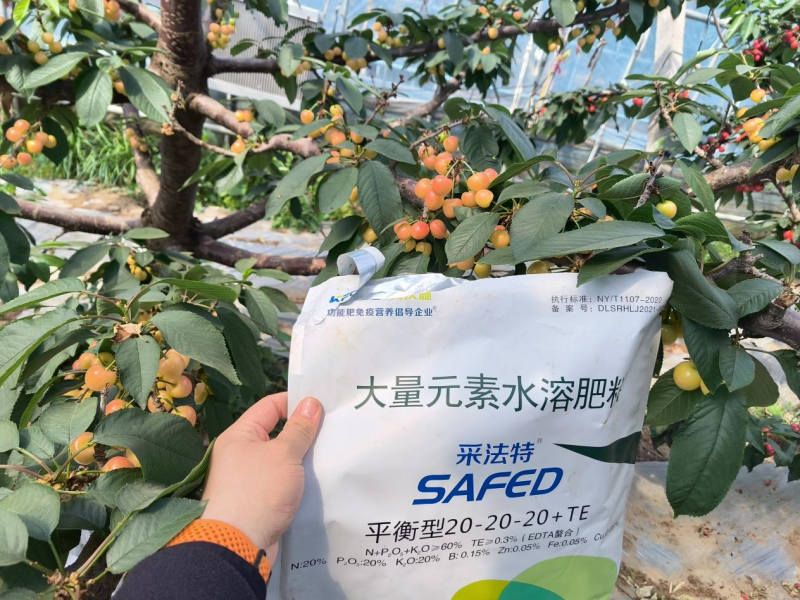 櫻桃樹施肥用什么肥料—櫻桃用沃葉消茬健土14元素效果.png