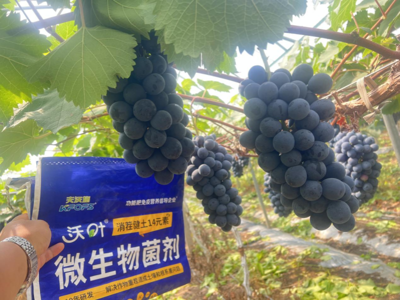 葡萄樹施什么肥—葡萄用沃葉消茬健土14元素效果.png