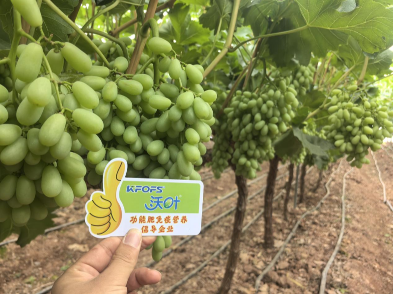 葡萄樹施什么肥？