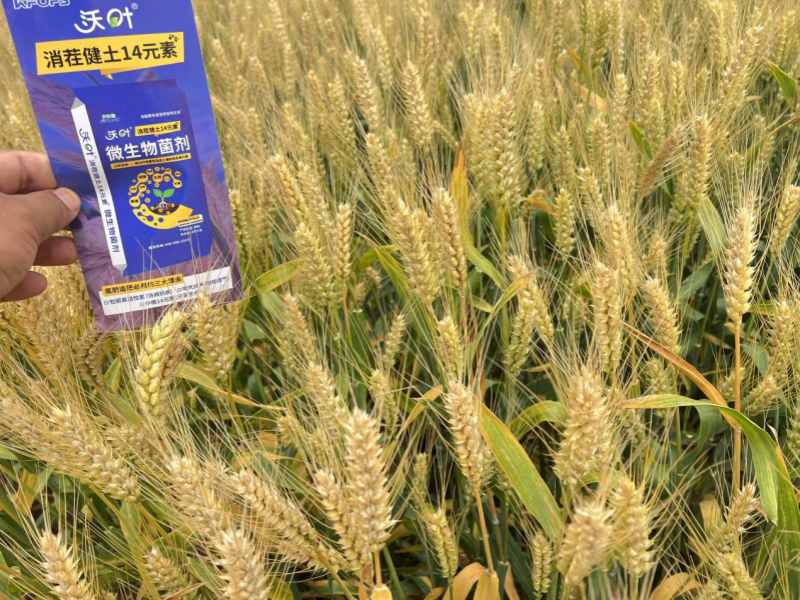 微生物肥料-小麥用沃葉消茬健土14元素效果.png