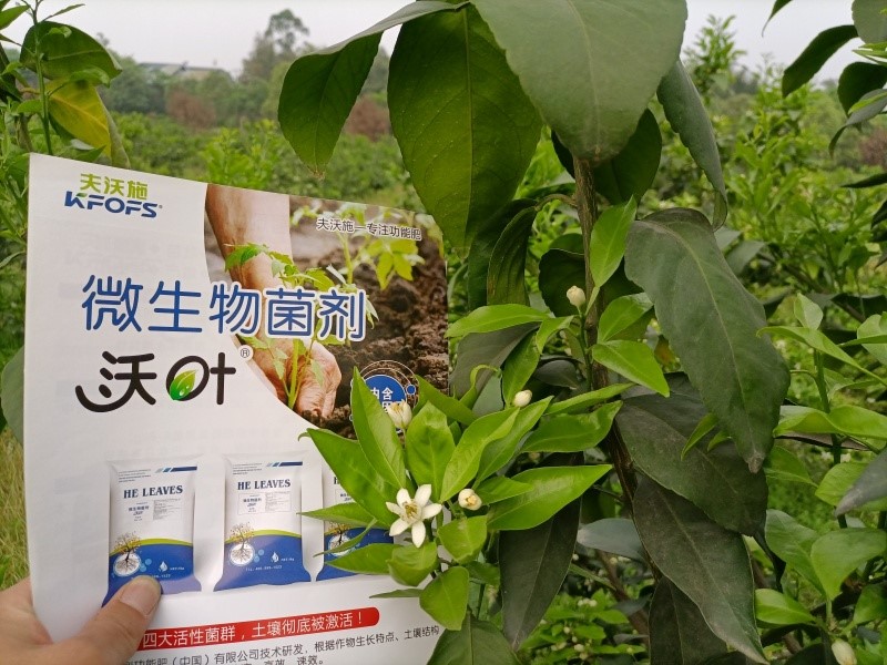 柑橘施肥用什么？60秒全掌握