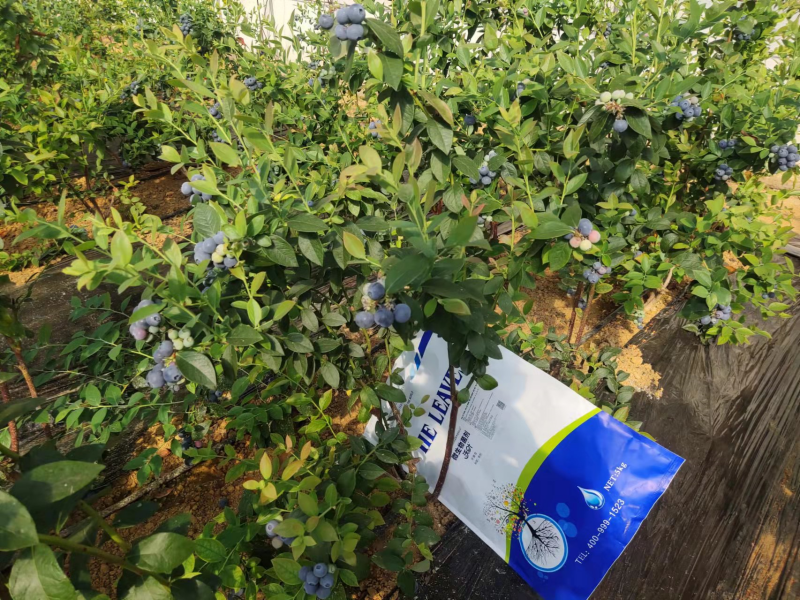 微生物菌劑：如何調(diào)理鹽堿地，保住苗